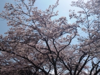 桜たより⑧