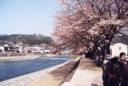 サトラレ桜（吉田川沿）